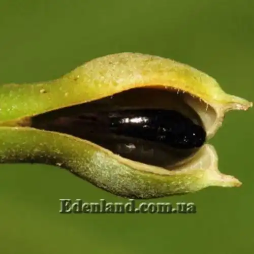 Изображение Анаксогорея лусонская - Anaxagorea luzonensis