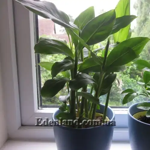 Изображение Элеттария кардамомум - Elettaria cardamomum