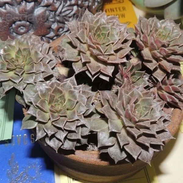 Зображення Граптопеталум прекрасний  - Graptopetalum bellum 