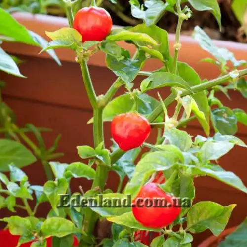 Изображение Перец Хабанеро Рэд Савина - Habanero Red Savina