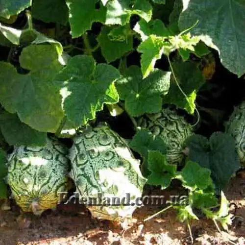 Изображение незрелые плоды