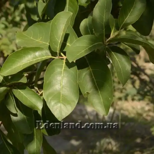 Изображение Терминалия Чебула   - Terminalia chebula 