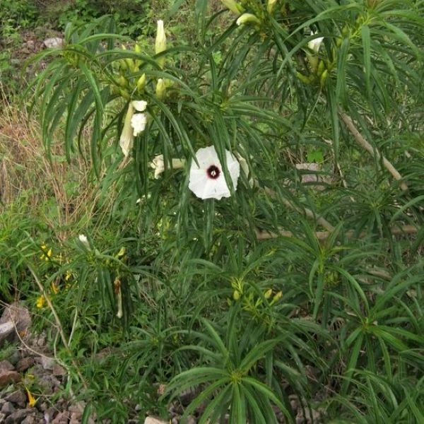 Изображение Ипомея хилопсисовидная  - Ipomoea chilopsidis