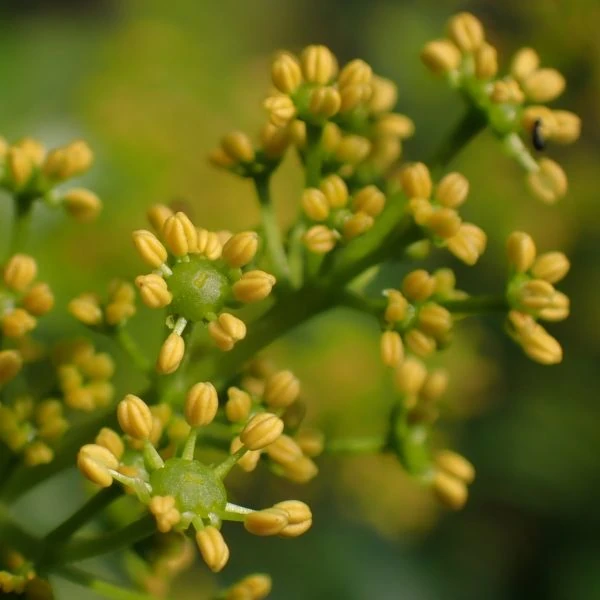 Изображение Зантоксилум подражающий - Zanthoxylum simulans  