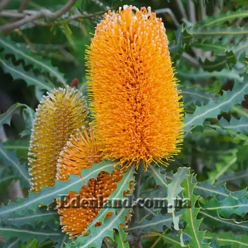 Банксия Эшби  - Banksia ashbyi