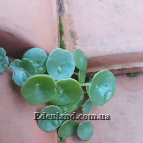 Изображение Умбиликус скальный - Umbilicus rupestris 