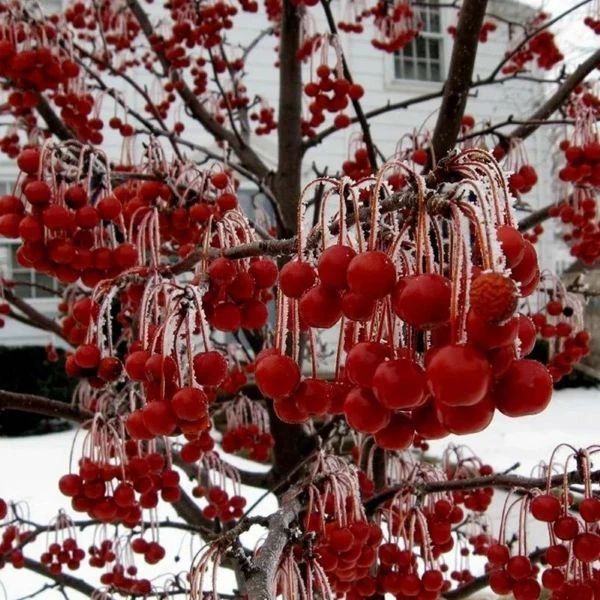 Изображение Яблоня Саржента - Malus sargentii  