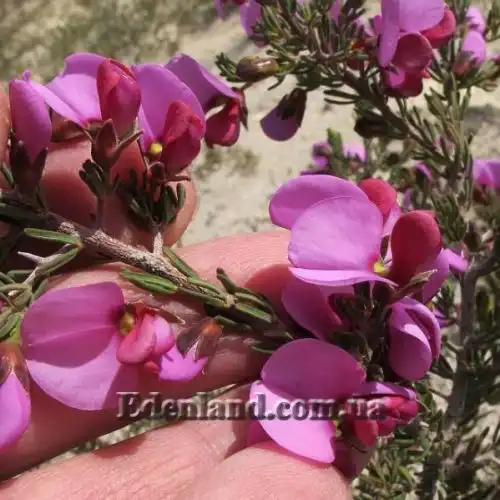 Зображення Гомфолобіум шорсткий - Gompholobium scabrum