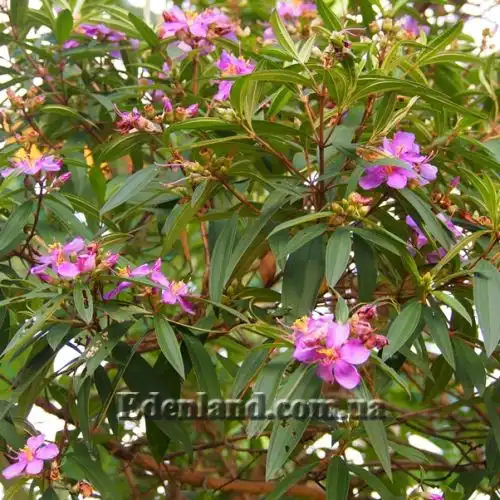 Изображение Меластома малабарская - Melastoma malabathricum