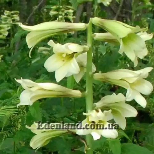 Изображение Кардиокринум сердцевидный - Cardiocrinum cordatum