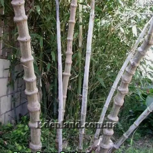 Зображення Жоржина імператорська - Dahlia imperialis