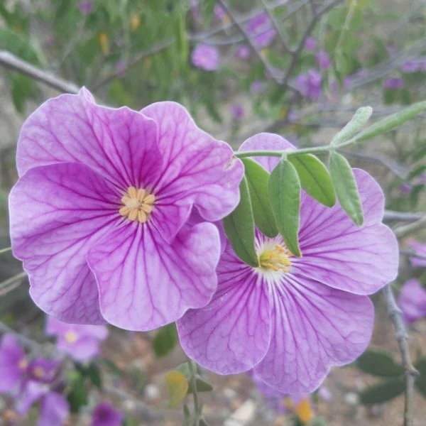 Изображение Моркиллия мексиканская  - Morkillia mexicana