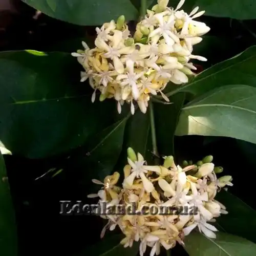 Изображение Оксицерос щетинистый - Oxyceros horridus 