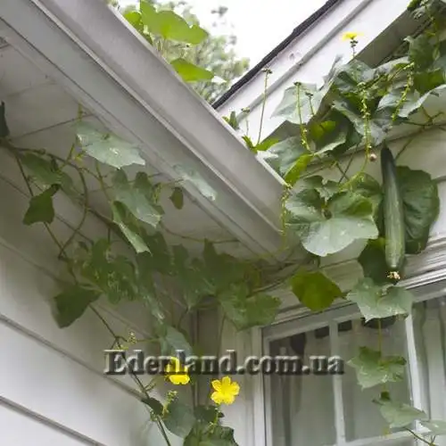 Зображення ліана на опорі