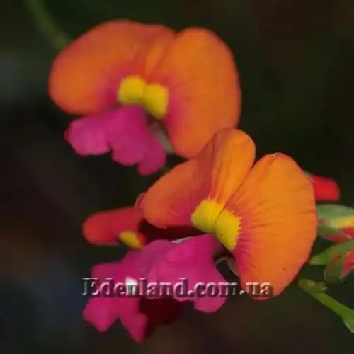 Изображение Хоризема разнолистная     - Chorizema diversifolium