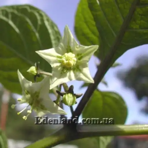 Изображение Джалтомата бошиана  - Jaltomata bohsiana 