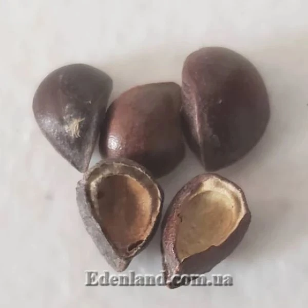 Изображение семена