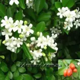 Изображение Муррайя метельчатая - Murraya-paniculata