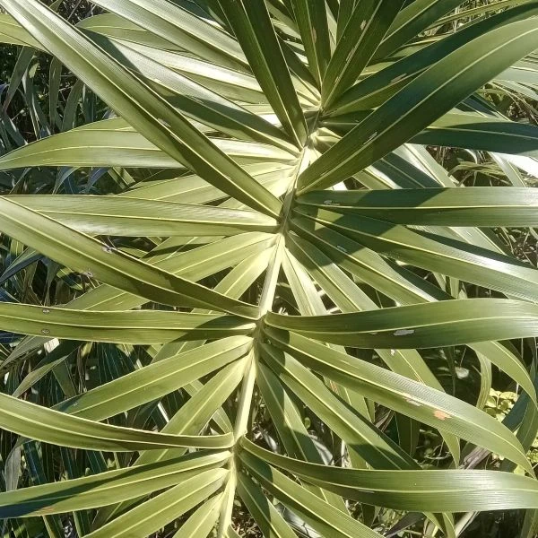 Алагоптера піщана - Allagoptera arenaria 