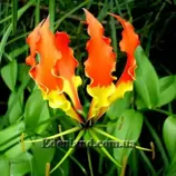 Изображение Глориоза Ротшильда - Gloriosa Rothscildiana