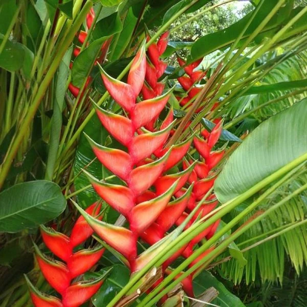 Зображення Геліконія біхай 'Lobster Claw Two' - Heliconia bihai 'Lobster Claw Two' 