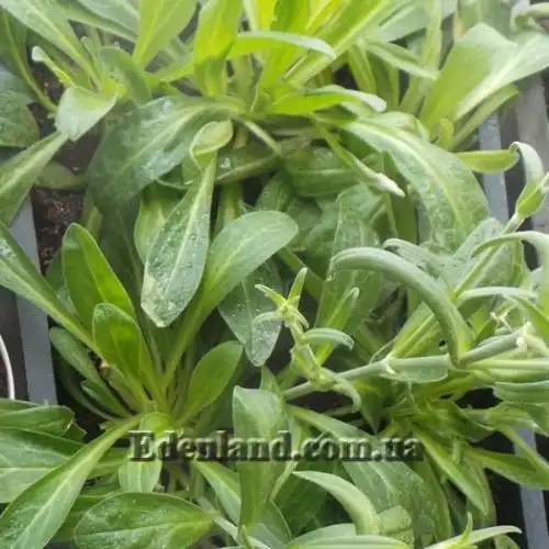 Изображение Смолёвка капская - Silene Capensis