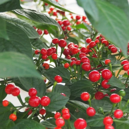 Зображення Перець Аджі Чарапіта червоний  - Aji Charapita Red