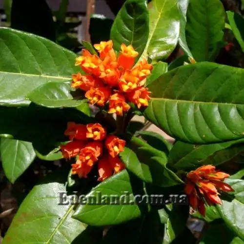 Зображення Бурчелія Бубаліна - Burchellia bubalina