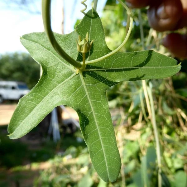 Зображення лист