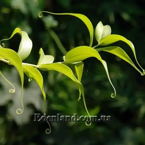 Изображение Глориоза роскошная желтая - Gloriosa superba Yellow 