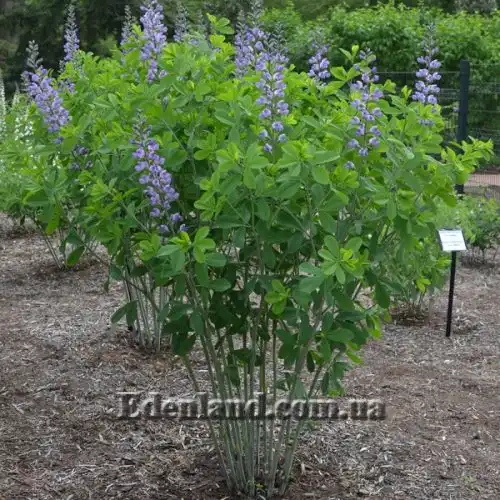 Изображение Баптизия южная - Baptisia australis 