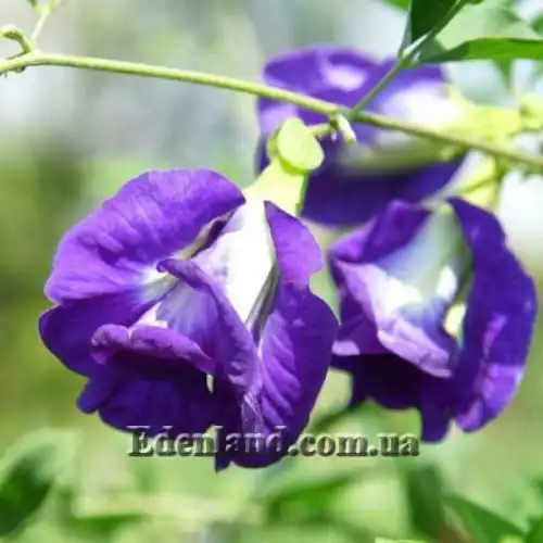 Изображение Клитория тройчатая (махровая) - Clitoria ternatea double