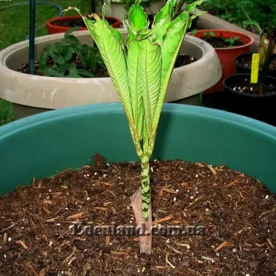 Зображення молодий лист