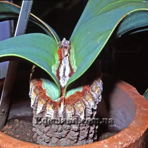 Изображение ствол вельвичии