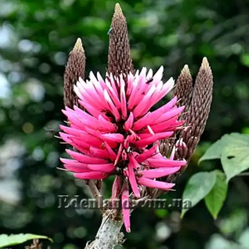 Зображення Еритрина амазонська - Erythrina amazonica