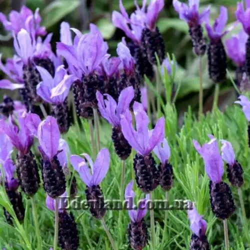 Изображение Лаванда черешчатая - Lavandula pedunculata