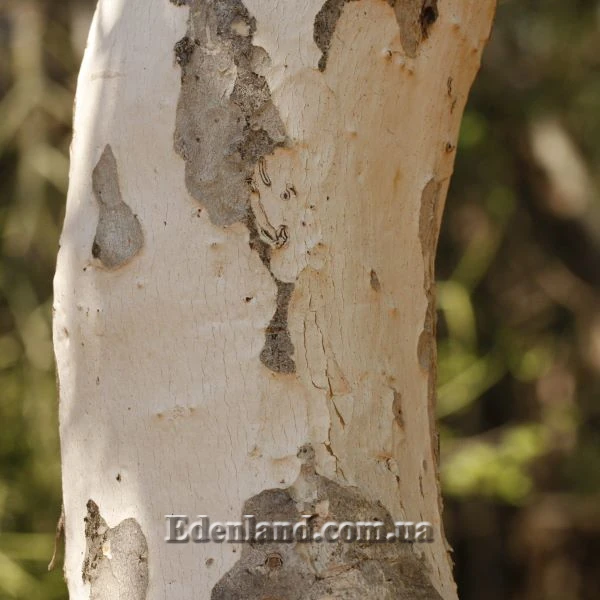 Зображення молода кора