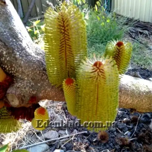 Изображение Банксия мощная - Banksia robur