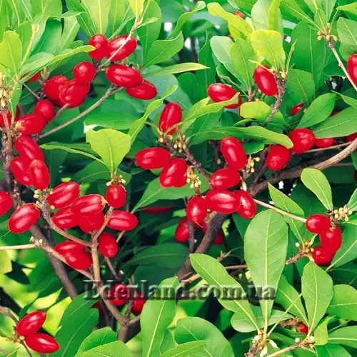 Изображение плоды и цветы