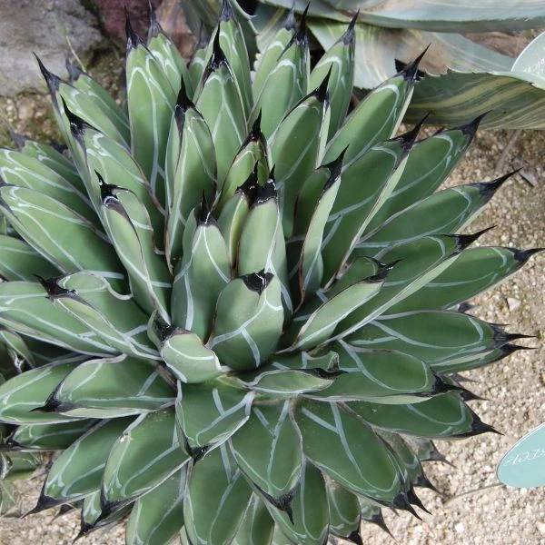 Изображение Агава Никельс  - Agave nickelsiae