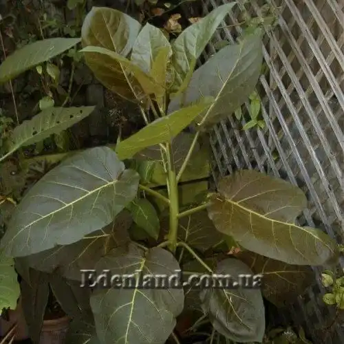 Изображение Цифомандра свекловидная желтая - Cyphomandra betacea gold