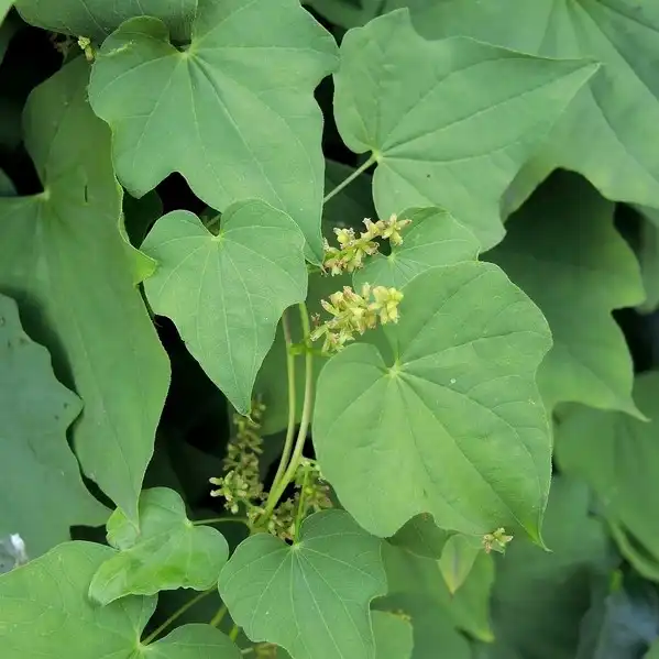 Изображение цветущее растение