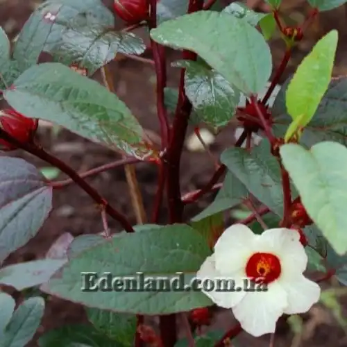 Зображення Гібіскус сабдариффа - Hibiscus sabdariffa