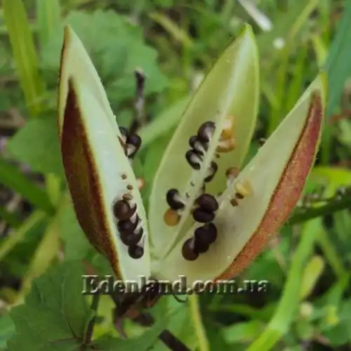 Изображение созревающие семена