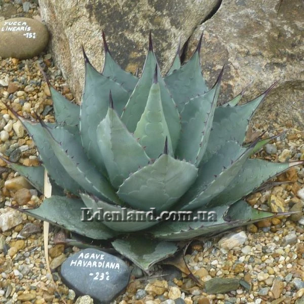 Зображення Агава Хаварда  - Agave havardiana