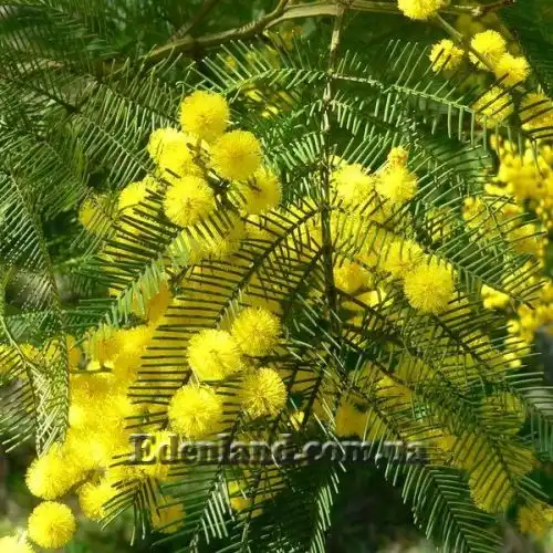 Изображение Акация низбегающая - Acacia decurrens