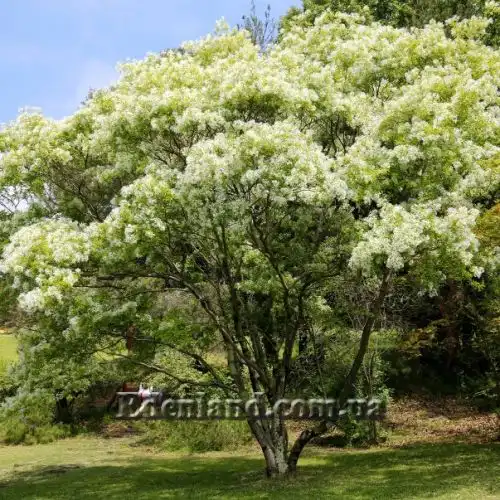 Изображение Хионантус притупленный  - Chionanthus retusus 