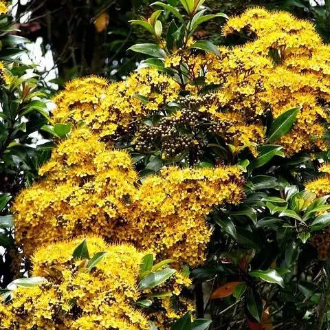 Изображение Талеропия Квинслендская  - Thaleropia queenslandica