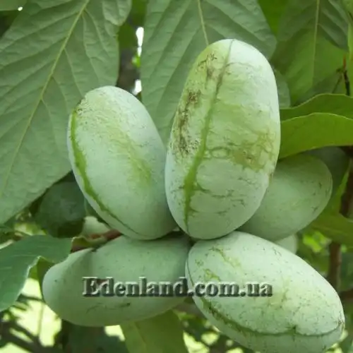 Изображение Азимина трехлопастная - Asimina triloba