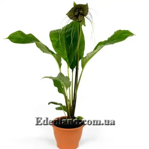 Зображення Такка Шантр'є - Tacca chantrieri